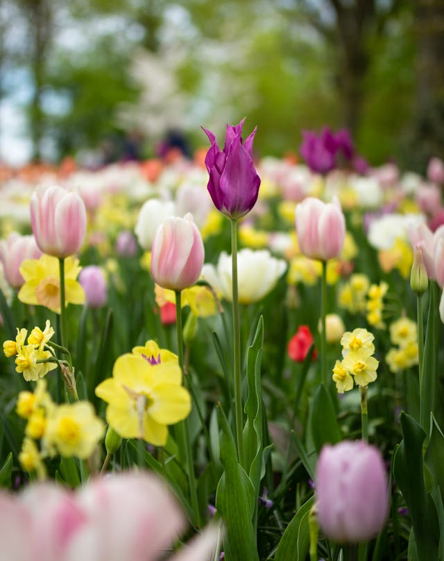 Spring Into Health